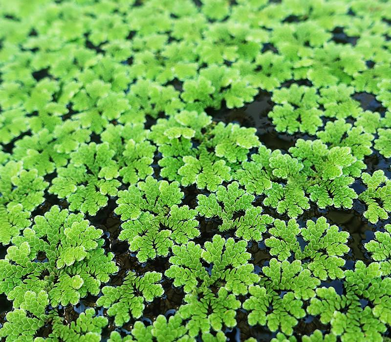 Azolla fern